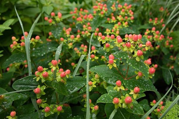 Hypericum bessen