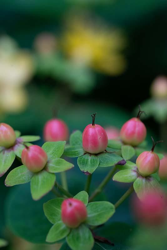 Hypericum bessen