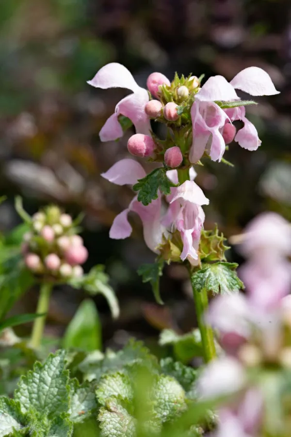Lamium dichterbij