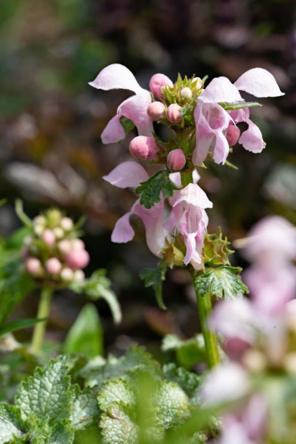 Lamium dichterbij