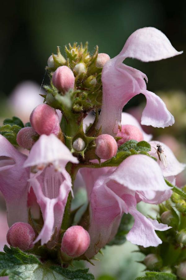 Lamium close-up