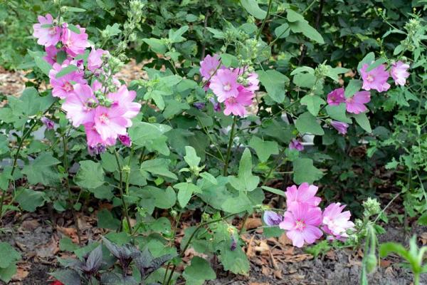 Lavatera 'blushing bride'