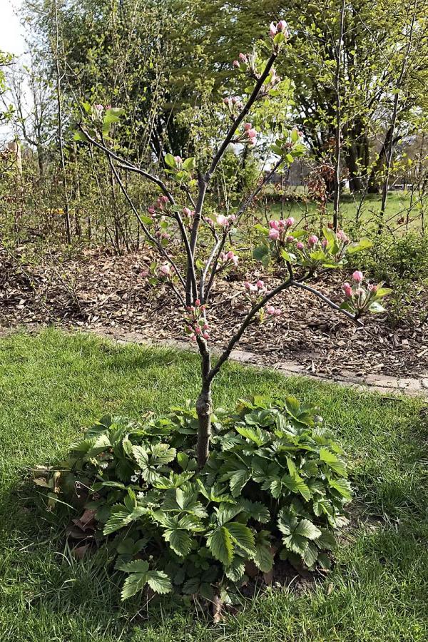 Appelboompje in de tuin in 2021