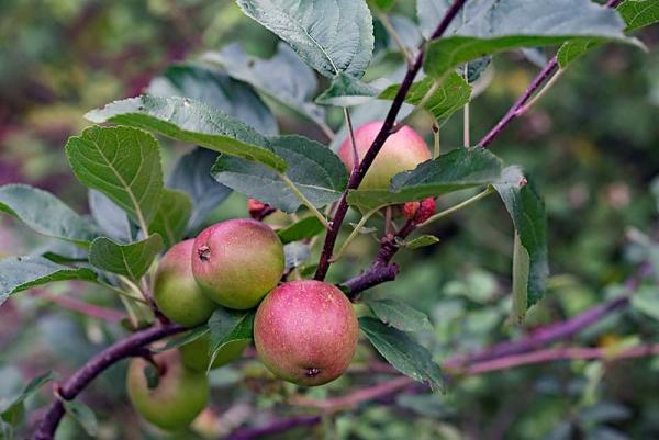 Appels aan de boom