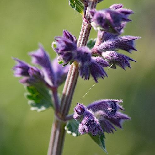 Nepeta 3