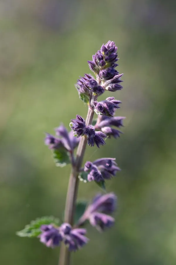 Nepeta 4