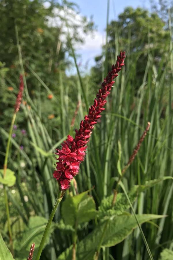 Persicaria dichtbij