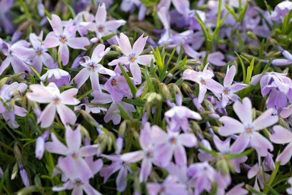 Phlox in de tuin