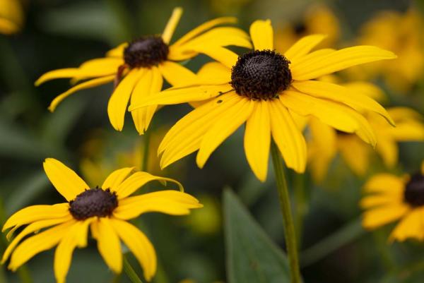 Rudbeckia dichterbij