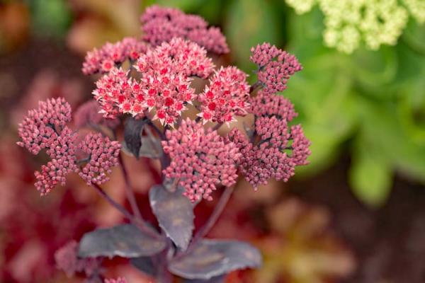 sedum Jose aubergine