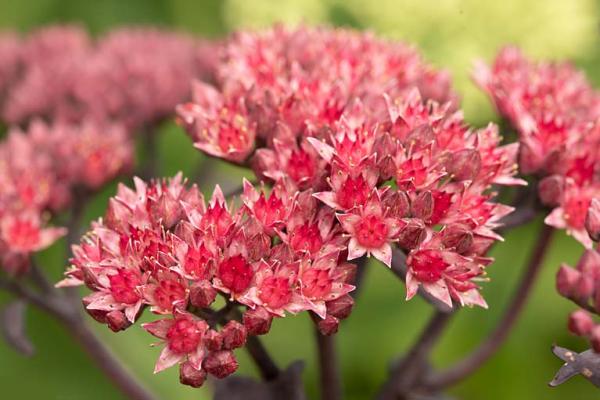 sedum Jose aubergine detail