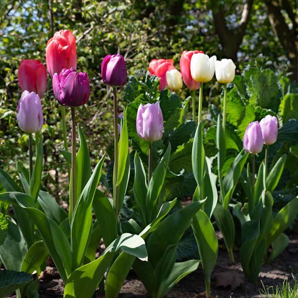 tulpen in de tuin