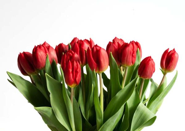 tulpen op de vaas