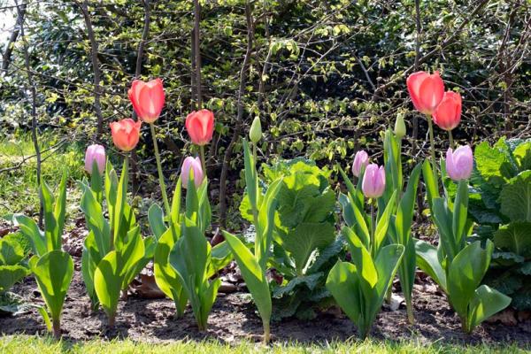 Tulpen tussen koolplanten