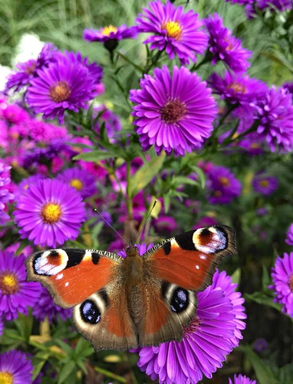 Aster roze met dagpauwoog