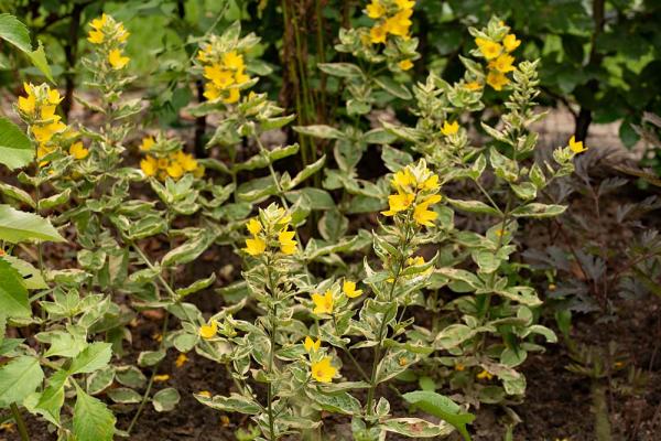 Lysimachia punctata 