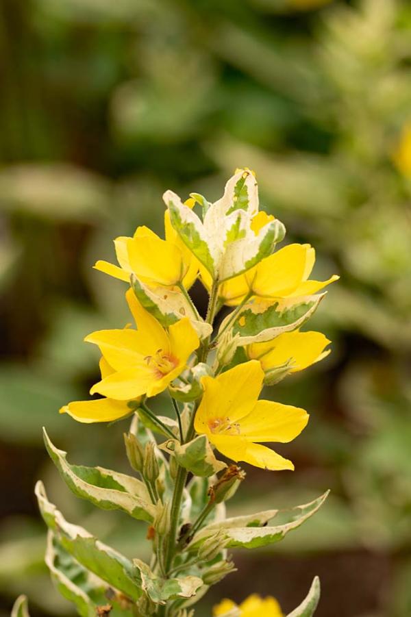 lysimachia punctata