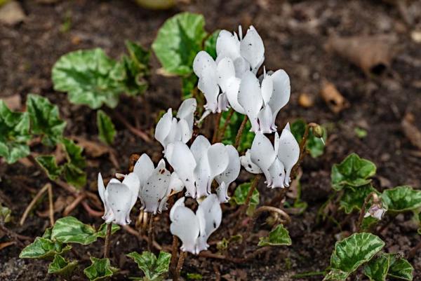 Cyclamen hederifolium 'album