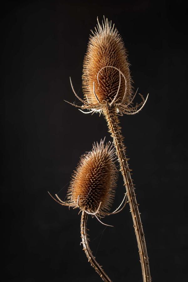 Dipsacus na de winter