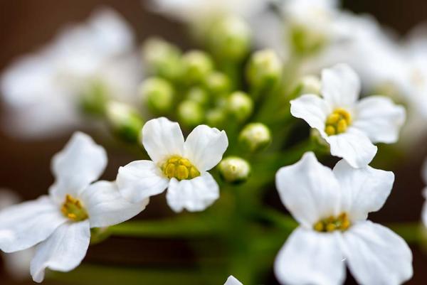 Pachyphragma macrophyllum detail2