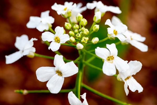 Pachyphragma macrophyllum detail