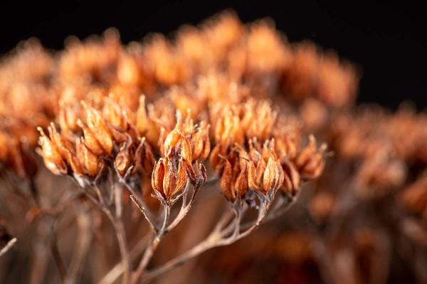 Sedum na de winter detail