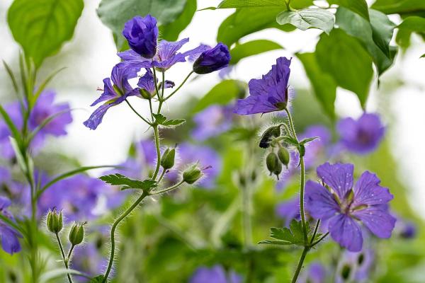 Geranium magnificum 'amoniflorum' dichtbij