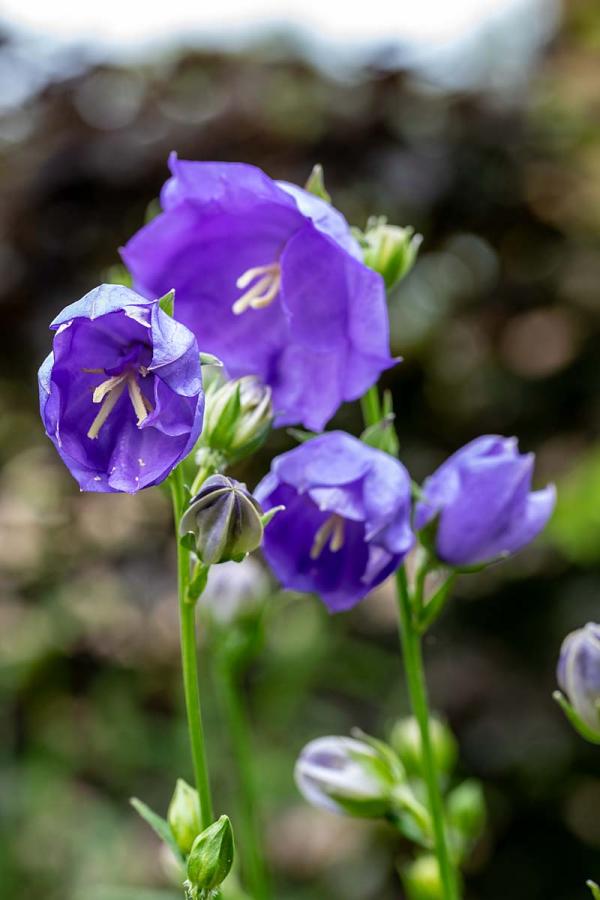 Campanula persiciflora 'Azure Beauty' dichtbij