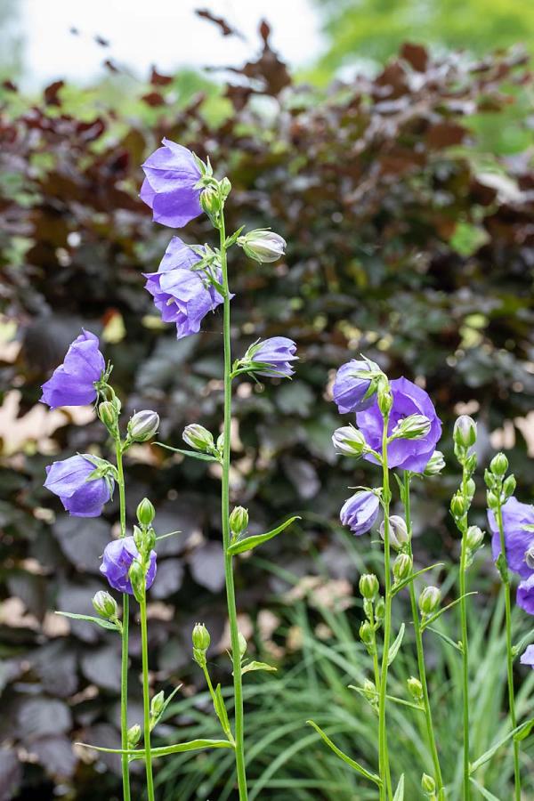 Campanula persiciflora 'Azure Beauty'