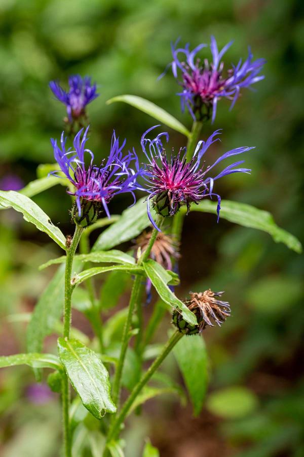 Centaurea montana caerulea, detail