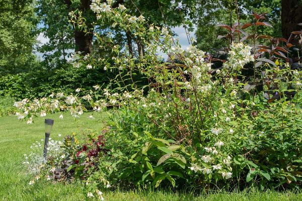 Boerenjasmijn in tuin