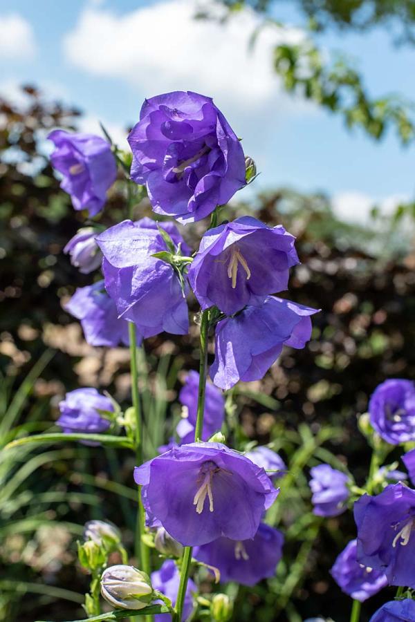 Campanula persiflora 'Azure Beauty' bloem