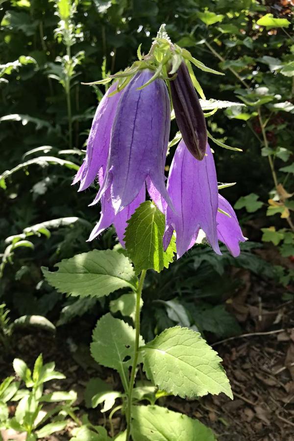 Campanula Sarastro