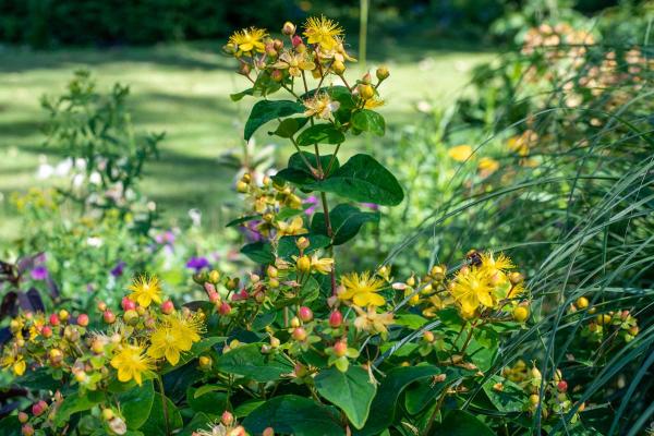 Hypericum bloei en bessen en bijen