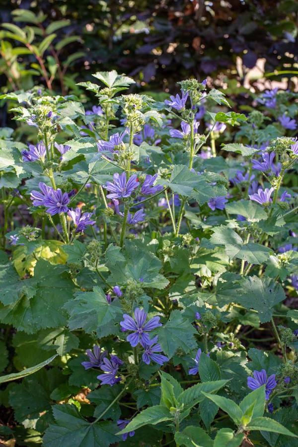 Malva sylvestris