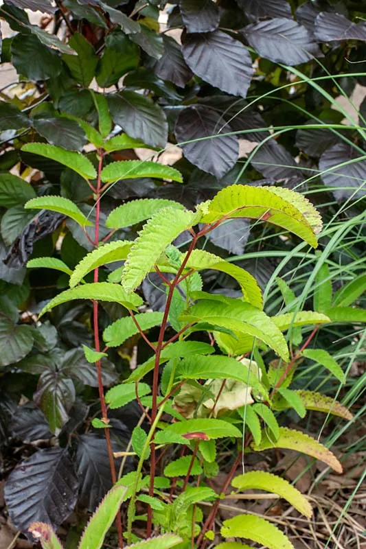 Sanguisorba Blackthorn
