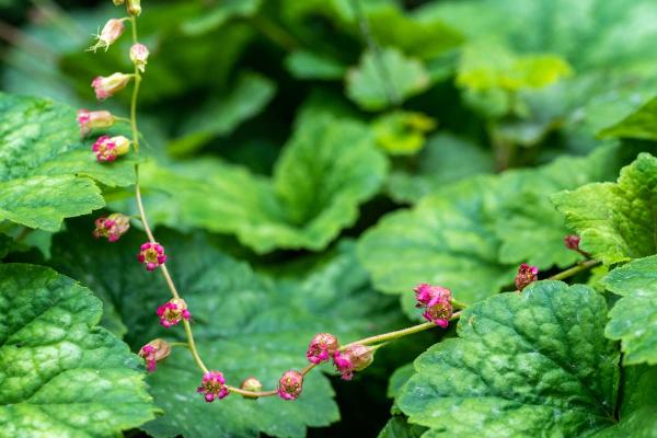 Tellima grandiflora dichterbij