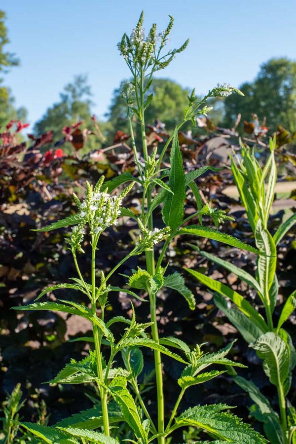 Verbena hastata white spires