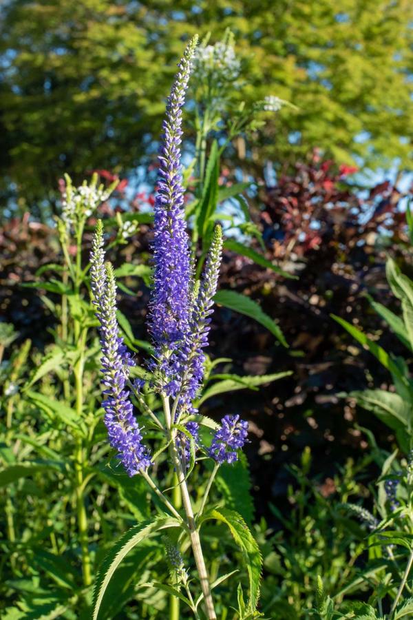 Veronica longifolia junifee detail