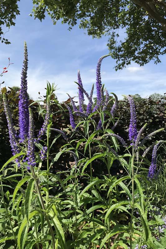 Veronica longifolia junifee