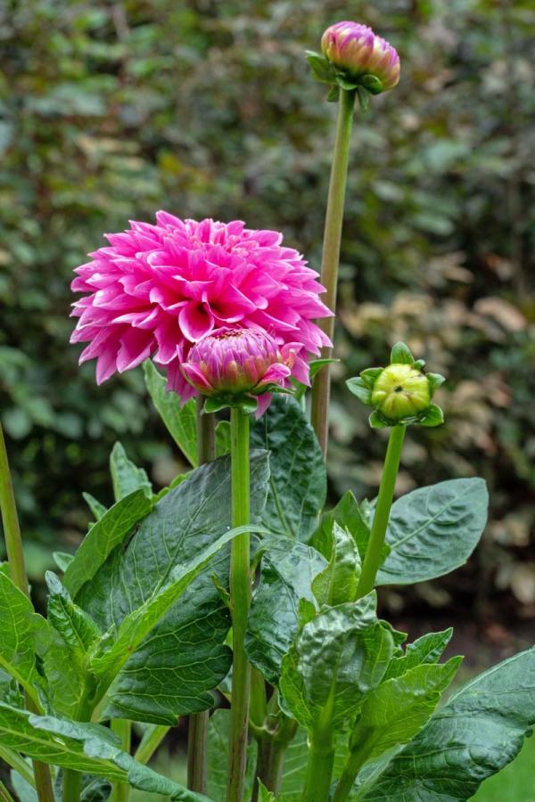 dahlia roze