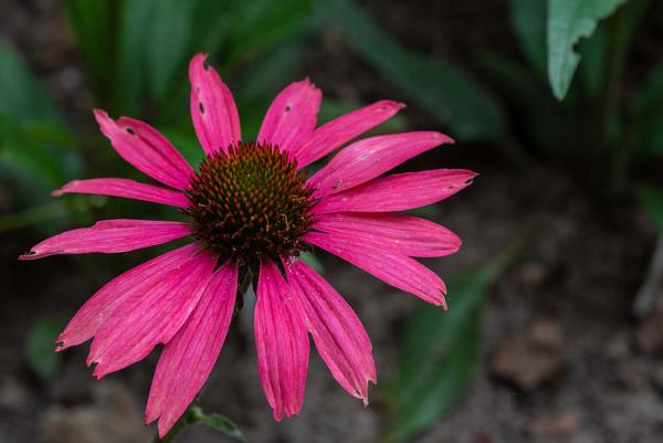 Echinacea 'Glowing Dream'