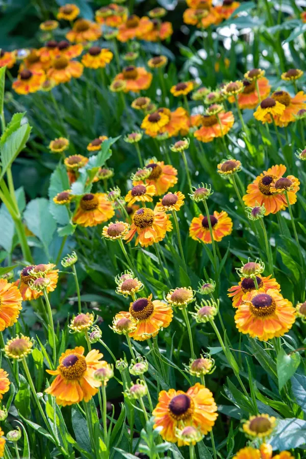 Helenium