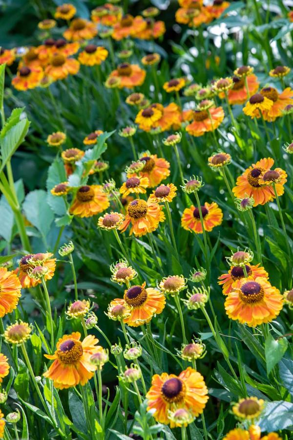 Helenium