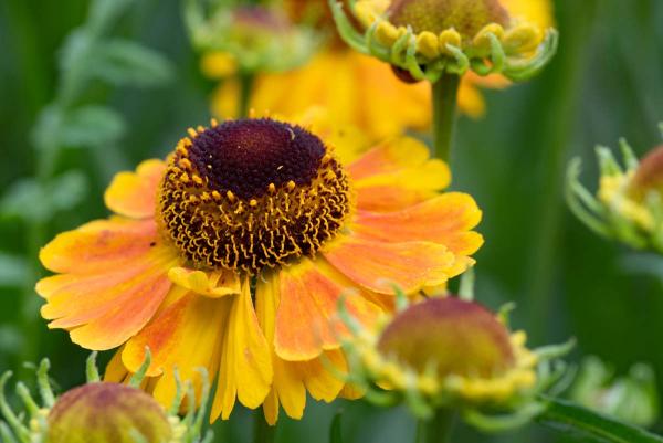 Helenium 'Mardi Gras' detail