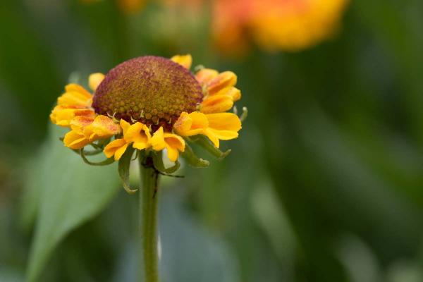 Helenium 'Mardi Gras' klein