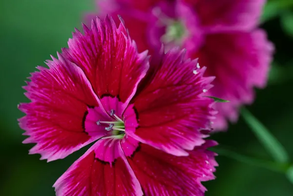 Helianthemum Ben Hope detail