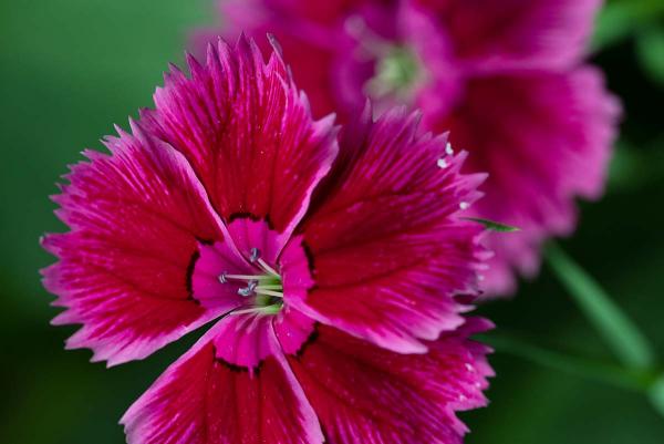 Helianthemum Ben Hope detail