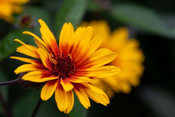 Heliopsis 'Funky Spinner' detail