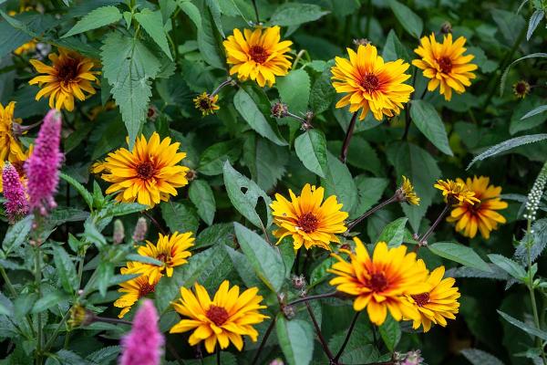 Heliopsis 'Funky Spinner'